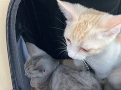 -佑安动物医院·全科·内窥镜中心(幸福巷店)