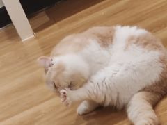 -滚猫咖啡·猫咖·猫友好撸猫(未来城店)