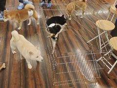 -豆柴町-柴犬主题狗咖(红鼎国际C座店)