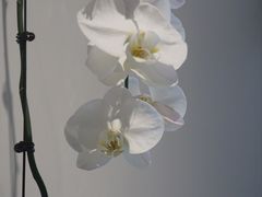 -7senses(金狮广场店)