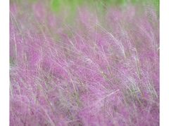 -三圣花乡旅游区