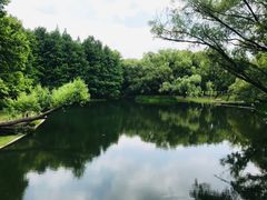 -上海共青森林公园