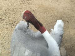 -盐城丹顶鹤湿地生态旅游区