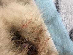 -达爱动物医院·犬猫分区·CT·复杂眼科(远洋山水分院)