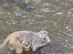 -西双版纳原始森林公园