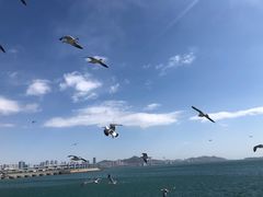 -星海湾跨海大桥
