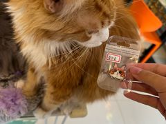 -平行世界·猫咖(首经贸店)