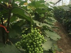 -庞各庄翠芳园西瓜蔬菜基地采摘园