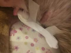 -康成宠物医院24H·CT·核磁共振