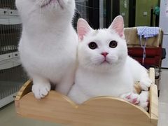 -东方名猫馆·英短金渐层布偶猫舍(环线广场1号楼店)