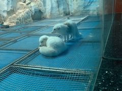 -泉城欧乐堡海洋极地世界