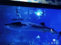 -烟台海昌鲸鲨海洋公园