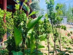 门口的药用植物种植基地-中卫御苑福膳·养生局(圆明园店)