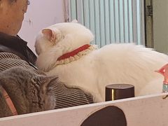 -我爱猫咪·猫咖·狗咖·安哥拉兔·羊驼咖(小寨华旗店)