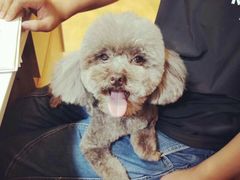 -八公叔叔宠物美容连锁(春申店)