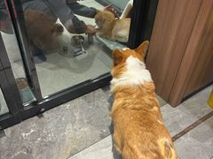 -北京派仕佳德动物医院·超导核磁·CT·神经科·骨科·内外科·急重症管理中心