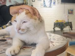 -平行世界·猫咖(首经贸店)