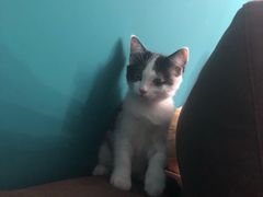 -伟伟宠物医院·CT影像中心·瑞派犬猫综合性门诊(汉口总院)
