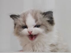 -青奢宠物·青奢猫舍