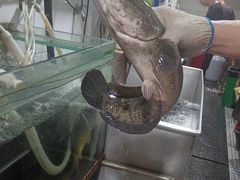 -大理.老字号渝记酸萝卜乌鱼(古城总店)
