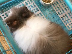 -志龙皇冠吃货椰子铺