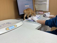 -瑞派康怡24h宠物医院·犬猫医疗中心·微创绝育(瑞景分院)