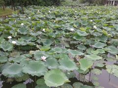 荷塘-东莞市可园博物馆