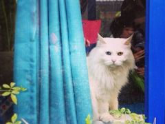 -Anne猫窝咖啡屋