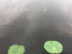 -荷塘月色湿地公园·向阳花洲