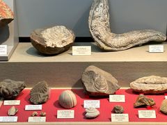 -大阪市立自然史博物馆