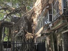 -小洲村