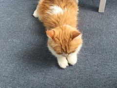 -喵的天空名猫咖啡馆·撸猫·猫舍·用品