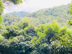 -阳台山森林公园