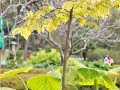 -广西壮族自治区药用植物园