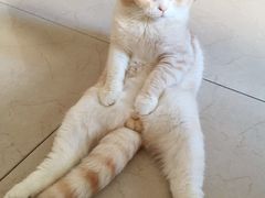 iphone_upload_pic-Bastet sally猫舍购宠(静安店)