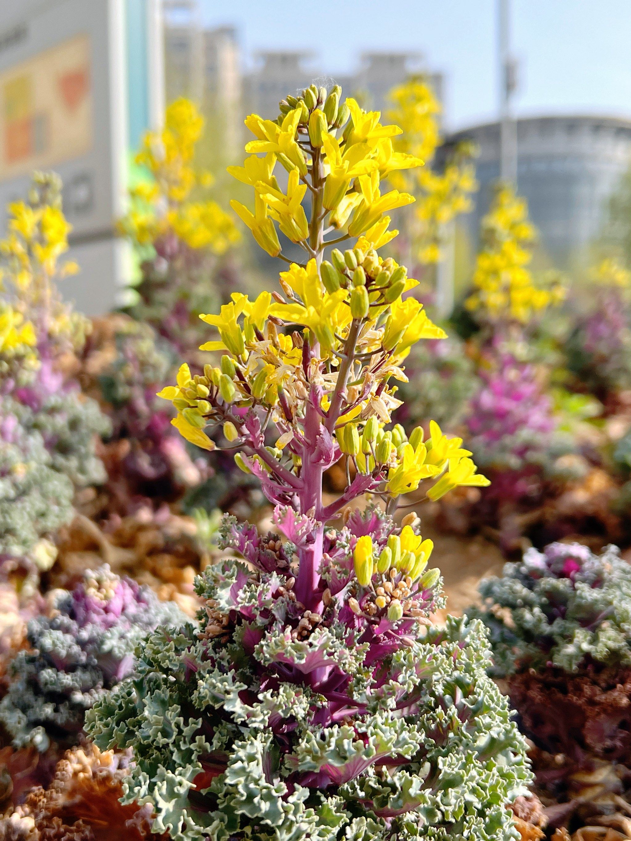 绿化带里的羽衣甘蓝开花啦!