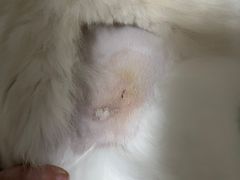 -创凡宠物医院·骨专科  猫科中心(西乡分院)