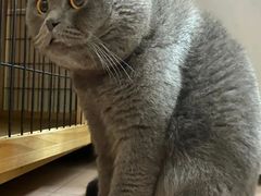 -猫大福·Fortune Cat猫舍(百子湾店)