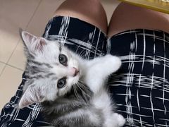 -关爱宠物医院·猫科中心·消化科(滨湖万达分院)