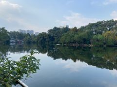 -桂湖森林公园