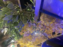 -城墙拐拐火锅(三峡广场黑金冠店)