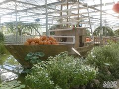 -观光南瓜园