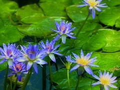 -国家植物园南园