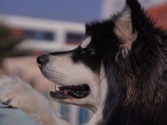 -趣玩宠物乐园寄养训犬训狗游泳池
