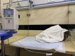 -安安宠医·安宠宠物医院