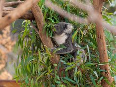 -威勒比开放式动物园