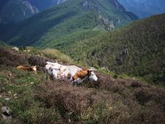 -灵山