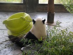 -上海野生动物园