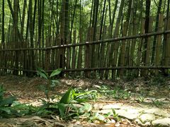 -宁波浙东大竹海景区