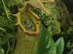 -国家植物园南园